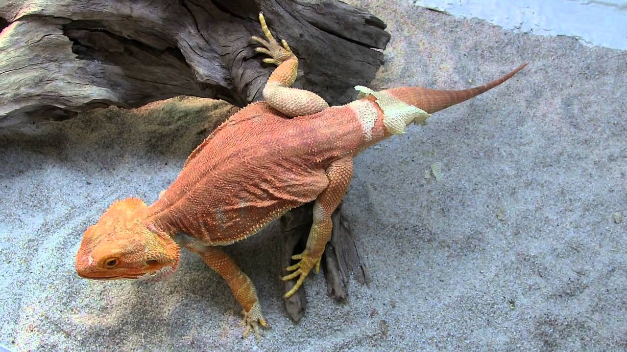 Agama vousatá vs. pampeliška // Bearded dragon vs. dandelion