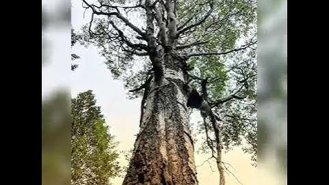 Aspen Tree Honoring Song