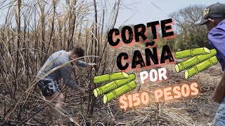 Corte Caña por $150 pesos // Colecta 2023