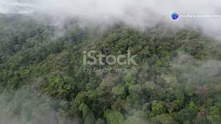 15 BIGGEST Trees in the World 🌳 | Unbelievable Giants of Nature!
