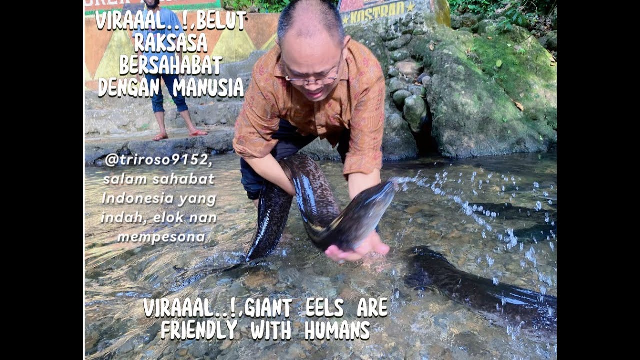 Belut Raksasa BELUT RAKSASA (MOREA), BERSAHABAT DENGAN MANUSIA / GIANT EEL (MOREA ...