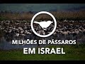 🔴  HOJE em Israel: Milhões de Pássaros - Notícias de Israel direto de Sião pelo Cafetorah.com