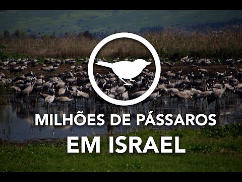 HOJE em Israel: Milhes de Pssaros - Notcias de Israel direto de Sio pelo Cafetorah.com