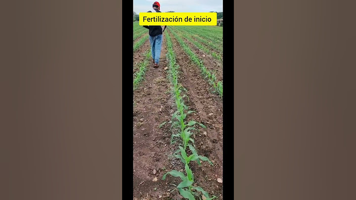 Fertilización de inicio en el cultivo de maíz #fertilización #maiz