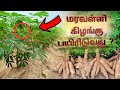 Cultivating the tapioca plant|மரவள்ளி கிழங்கு பயிரிடும் முறை தமிழில்