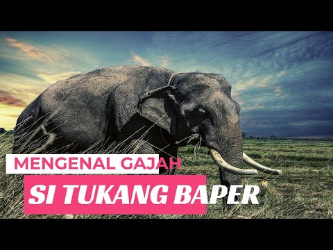 Mengenal Gajah, Fakta Unik dan Filosofinya