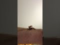 Gilly Back In Action We Love Reptiles As Much As Fish Here Relax Plants Gecko Crested Fun Gilly Back In Action We Love Reptiles As Much As Fish Here Relax Plants Gecko Crested Fun