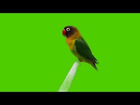 Попугай на жердочке. Бесплатные футажи. Новые.