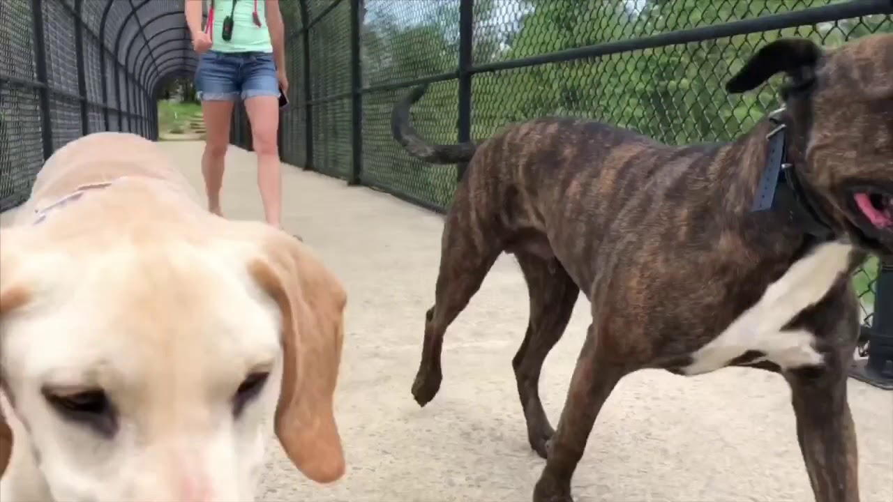 Hiking Off Leash with dogs Appalachian Trail - YouTube