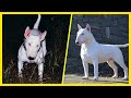 Cosas Que No Sabias De Los Perros Bull Terrier | SoyCorraje