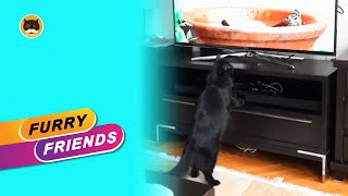 Cat Games - Beautiful Black Cat Watching Birds On Tv | Tv Bini Furry Friends | #Shorts.