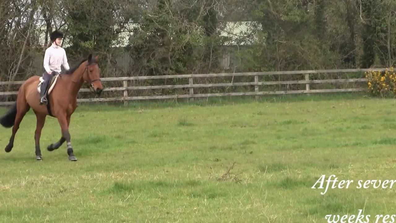 Ex Racehorse begins the next chapter in his life YouTube