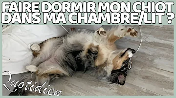 Est-ce que mon chien peut dormir dans ma chambre