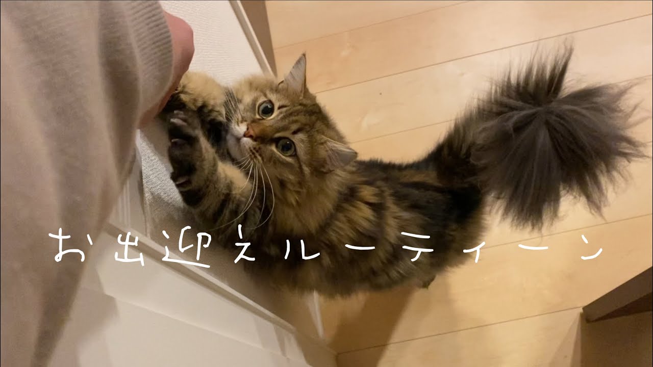 【サイベリアン】猫のお出迎えってこんな感じだよね？