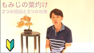 もみじの葉焼け なぜおこる 原因と対策 盆栽 初心者 Youtube