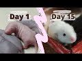 Raising Baby Dumbo Rats. Fancy Rat Babies Growing up for 2 Weeks. Dumbo Rat Overview