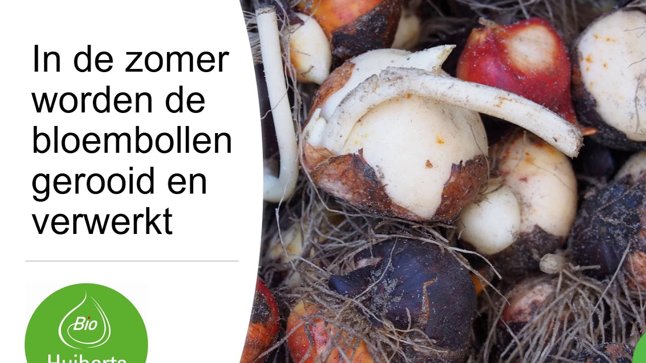 Huiberts Bloembollen bol op pot