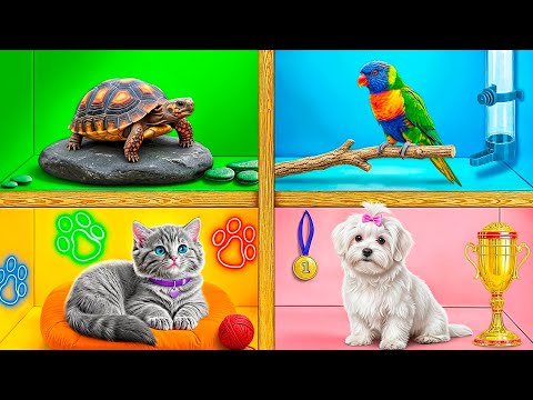 We Built a House For Pets | Funny Situations