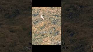 Even if the odds are against you, you must run with all your might#animals #shorts #wildlife #video