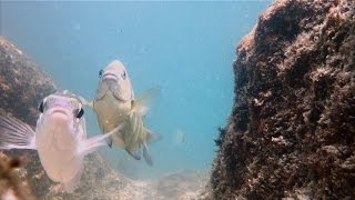 Snorkeling Snoopy Island - Fujairah