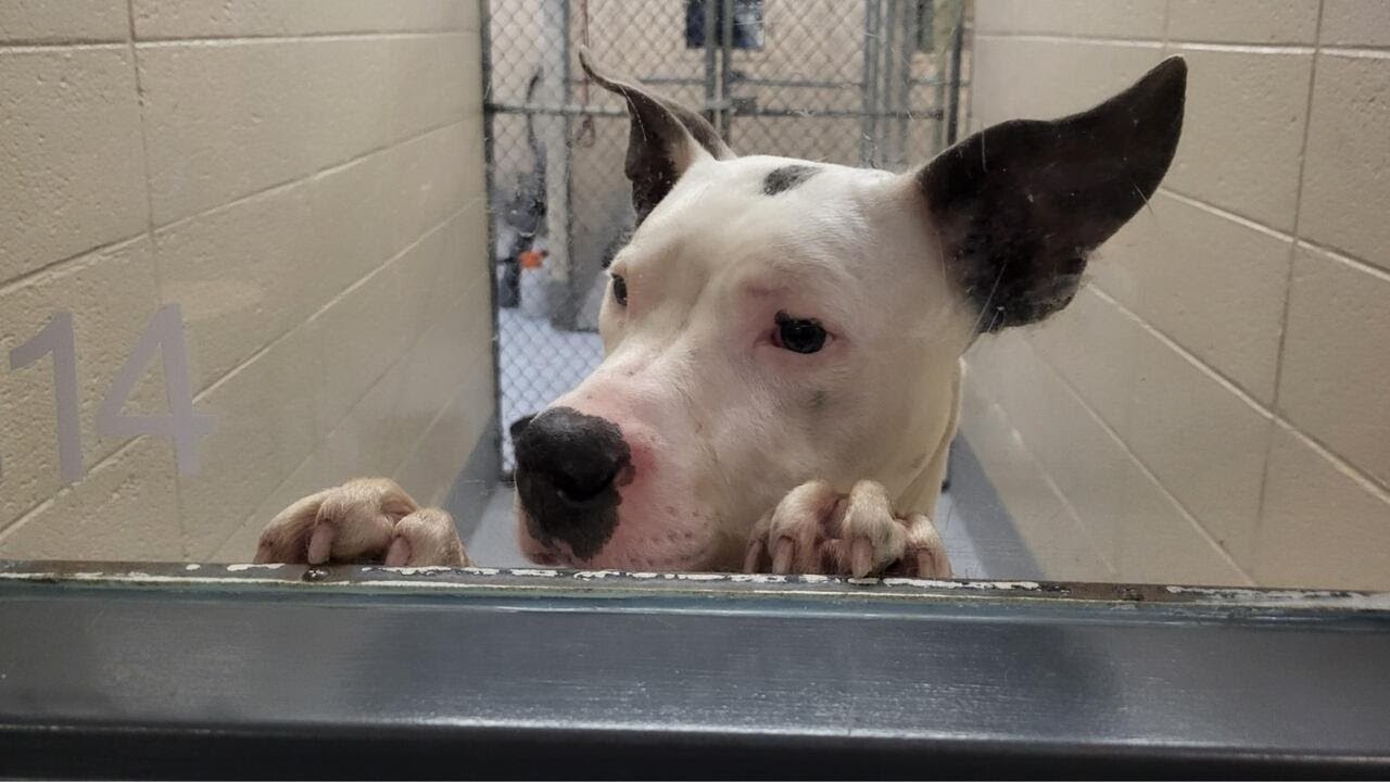 Gwinnett animal shelter closed after deadly disease found in dogs