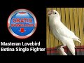 Masteran Lovebird Betina Single Fighter Mp3 - Mp4 Download