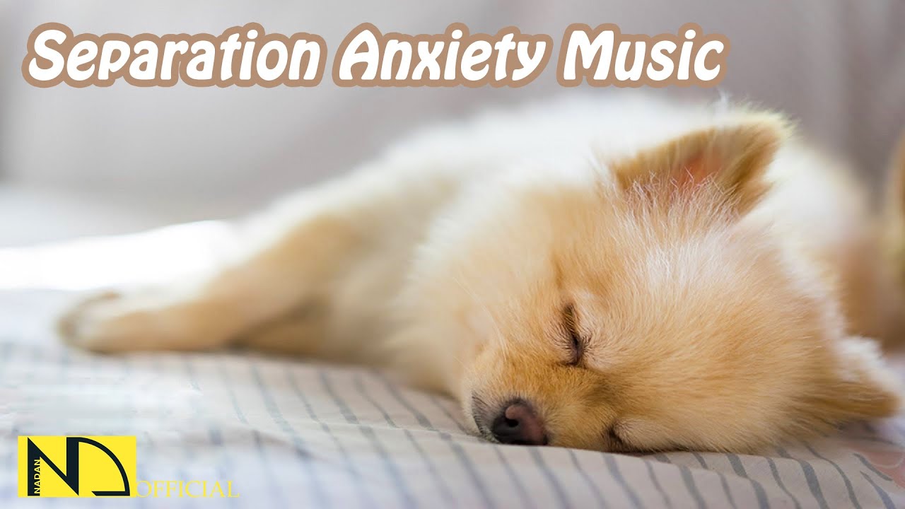 15 HOURS of Deep Separation Anxiety Music for Dog Relaxation! Help 4