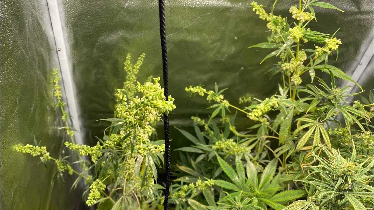 Indoor cannabis grow week 13 and 14! Surprise appearance from the mother plants!