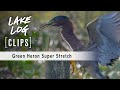 Green Heron Super Stretch