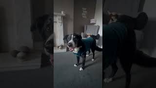 Trouble with a capital T haha just kidding he’s a good dog #dog #bordercollie #bordercollielife
