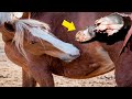 DATO de VIDA O MUERTE sobre los caballos|Hipica4patas