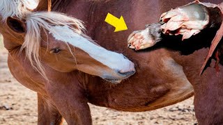 DATO de VIDA O MUERTE sobre los caballos|Hipica4patas