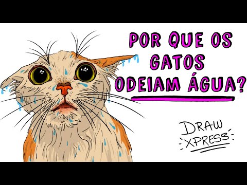 Vídeo: Os gatos gostam de água?