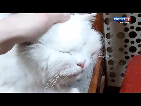 Костромская Снегурочка ушла на самоизоляцию