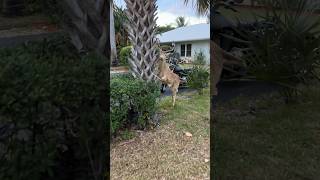 Download Lagu Here is something you don’t see every day a deer tied to a tree  MP3 Download Lagu Here is something you don’t see every day a deer tied to a tree  MP3