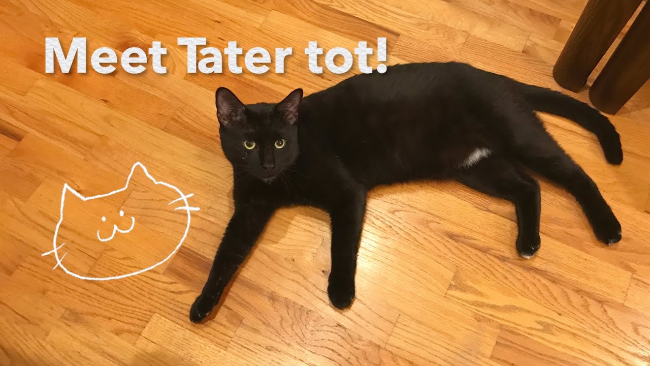 Meet Tater Tot! A beautiful friendly cat.￼