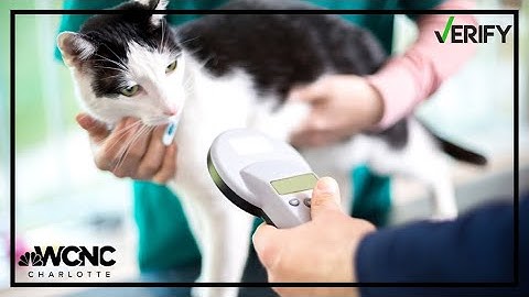 VERIFY | What you can do if your pet