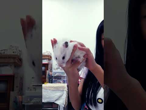 squirrels in my pants ll hamster🙃🐭