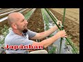 Paradicsom kötözés, karózás Japán módszerrel