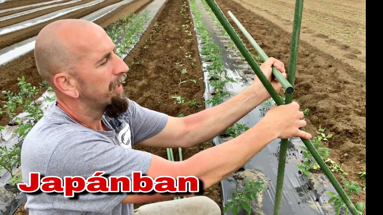 Paradicsom kötözés, karózás Japán módszerrel