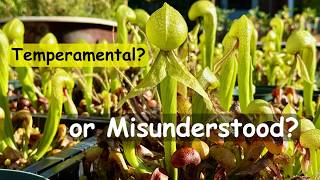 Darlingtonia and the Cool Roots Myth