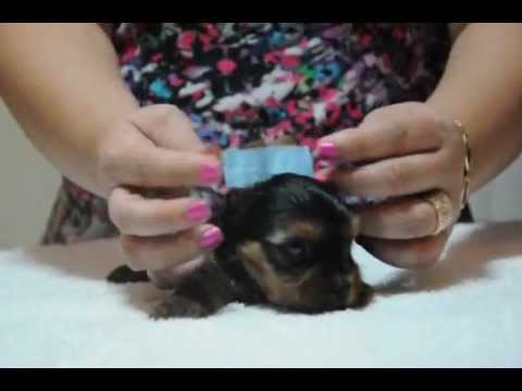 Vídeo: Como Colar As Orelhas De Um Toy Terrier