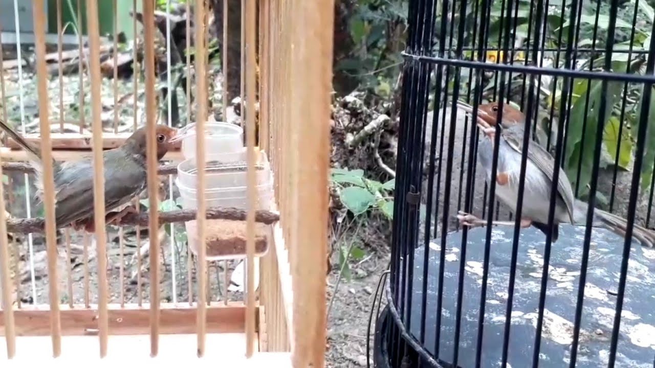 BURUNG PRENJAK KEPALA MERAH/KLAWU VS. PRENJAK KEPALA MERAH/SEMI NARUNG