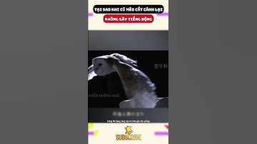 Tại sao khi cú mèo cất cánh lại không gây tiếng động