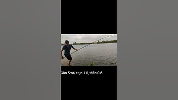 Câu cá mè dãnh nước chảy nhẹ không phao|Sesame fishing in light flowing water without buoys #fishing