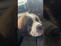 saintbernarddog #cuteanimal #pets #cutepuppy #cute #animal #shorts