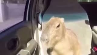 Capybara orders Travis Scott Meal