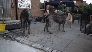 Irish Wolfhounds Howl For Heroes In Austonley Viralhog