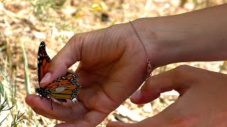 Minute Out In It: Monarch Tagging