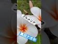 真田ナオキ・プルメリアラプソディ